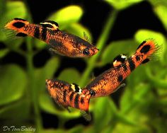 two orange and black fish swimming on top of green plants