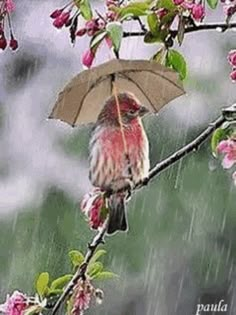 a bird sitting on a tree branch with an umbrella in the rain and pink flowers