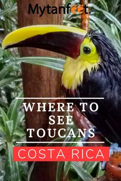 a toucan sitting on top of a tree branch with the words where to see toucans costa rica