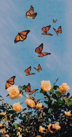 a bunch of butterflies flying over some white roses