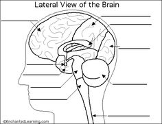 the parts of the brain labeled in black and white