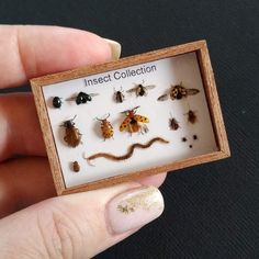 an insect collection in a wooden box with bugs and moths on the inside is shown