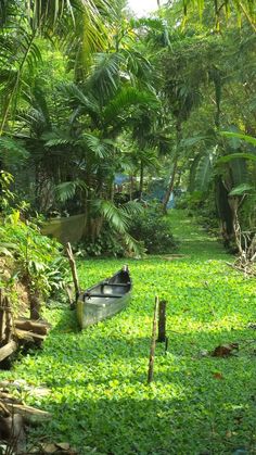 a small boat in the middle of a lush green forest filled with trees and plants