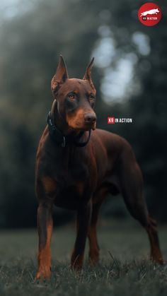 a large brown dog standing on top of a grass covered field with trees in the background