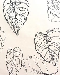 three leafy plants are drawn in black and white ink on a piece of paper