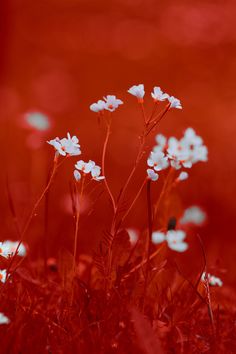 small white flowers in the middle of red grass