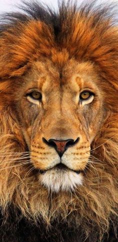 a close up of a lion's face with long hair