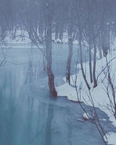 trees and water in the middle of winter