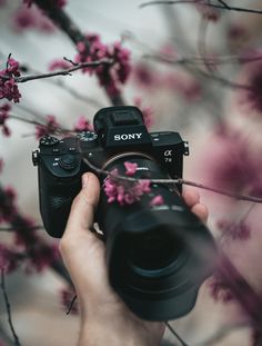 a person holding a camera in front of some pink flowered branches with the words sony written on it