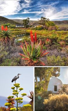 four different views of plants and animals in the wild