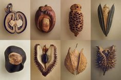 several different types of fruit are shown in this collage, including pine cones and seed pods