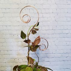 a potted plant with green leaves and vines on the side of a white brick wall