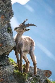 a mountain goat standing on top of a rocky hill