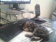 a cat laying on top of a computer keyboard next to a mouse and monitor screen