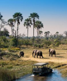 several elephants are walking in the grass near a river and a boat with people on it