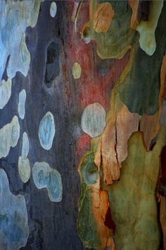 the bark of a tree with many different colors