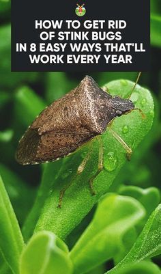 a brown bug sitting on top of a green plant with the words how to get rid of stink bugs in 8 easy ways that'll work every year