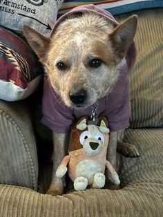 a dog sitting on top of a couch next to a stuffed animal