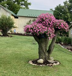 a tree with pink flowers in the middle of a yard