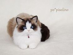 a white and brown cat with blue eyes sitting down