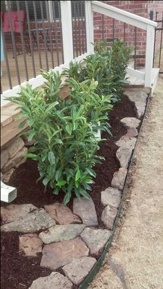 a garden bed with rocks and plants in the front yard, next to a fence