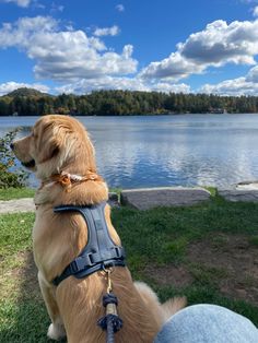 a brown dog wearing a blue harness sitting on grass next to a body of water