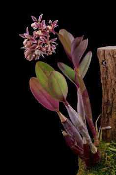 an orchid is growing out of the mossy ground next to a tree stump with flowers on it