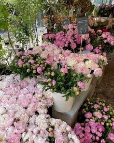 many pink and white flowers are on display