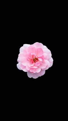 a large pink flower on a black background