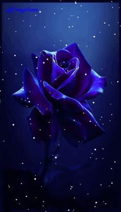 a blue rose with stars in the background