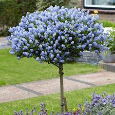 blue flowers are growing in the garden next to some grass and plants on the sidewalk