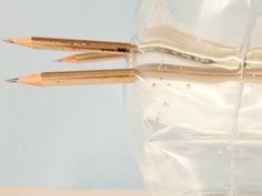 two pencils sticking out of the tip of a clear plastic container filled with water