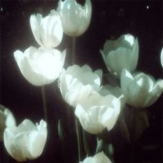 white tulips are blooming in the sun