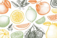 an orange, lemon, and grapefruit pattern is shown in this drawing style