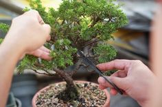 two hands are trimming the branches of a bonsai tree