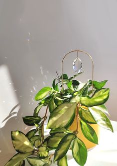 a potted plant sitting on top of a table next to a white wall with sunlight coming through it