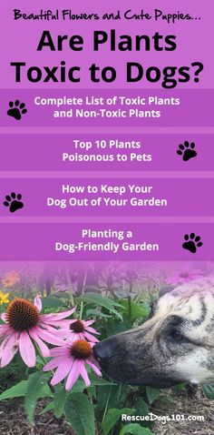 a dog sniffing a pink flower with the words are plants toxic to dogs? on it