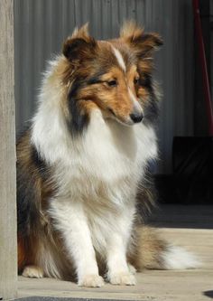 a brown and white dog sitting on top of a wooden floor next to a building