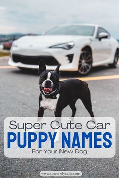 car inspired dog names