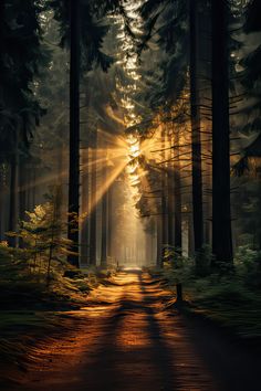 the sun is shining through the trees in the forest