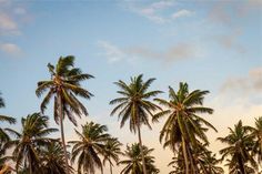 palm trees are shown against the blue sky