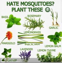 #pestcontrolmosquito Keep mosquitoes away naturally with plants, in n your balcony or in your #garden. Mosquito Plants, Have Inspiration, Natural Garden, Garden Pests, Gardening Supplies, Veggie Garden, Gardening For Beginners