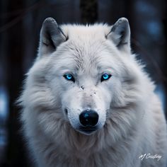 a white wolf with blue eyes looking at the camera