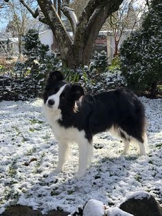 a black and white dog standing on top of snow covered ground next to a tree