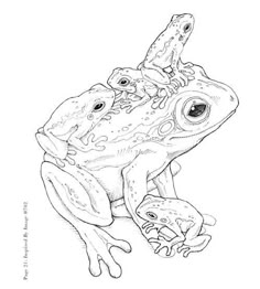 a frog with two frogs on it's back, sitting on top of each other