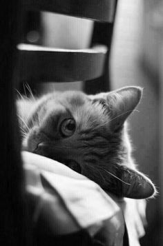 a black and white photo of a cat laying on a chair