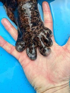 a person's hand is holding a frog in the water with it's body covered in mud