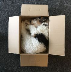 a dog curled up in a box on the floor