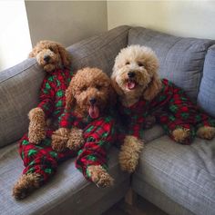 two poodle dogs wearing pajamas sitting on a couch with their mouths open and tongue out