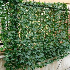 a green plant growing on the side of a building